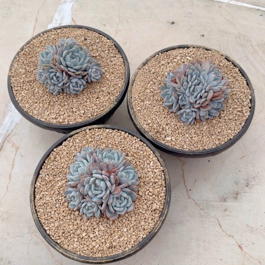 欣*多肉植物橙梦露群三颗 欣辰专拍