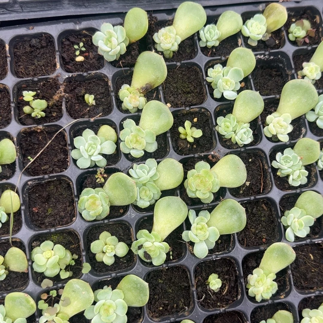 P73 穴大一点一个满25包邮