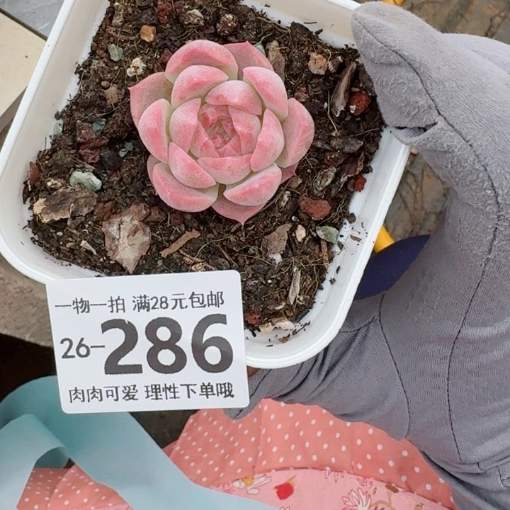 梦幻泡影多肉多肉多肉多肉多肉