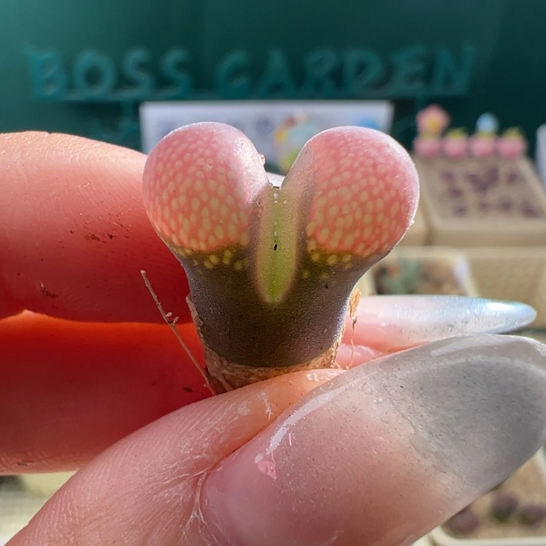 ****酱w7.11/2161。pv1089鲑鱼粉。卷卷的