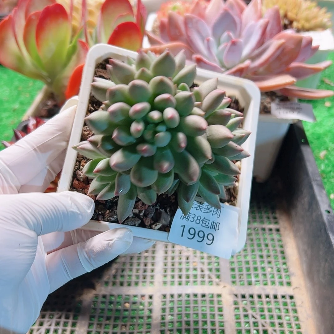 多肉一物一拍植物1999