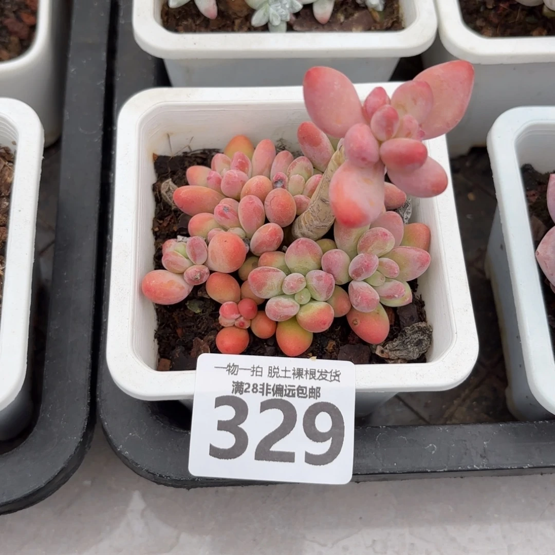 樱花奶老桩无盆土发货