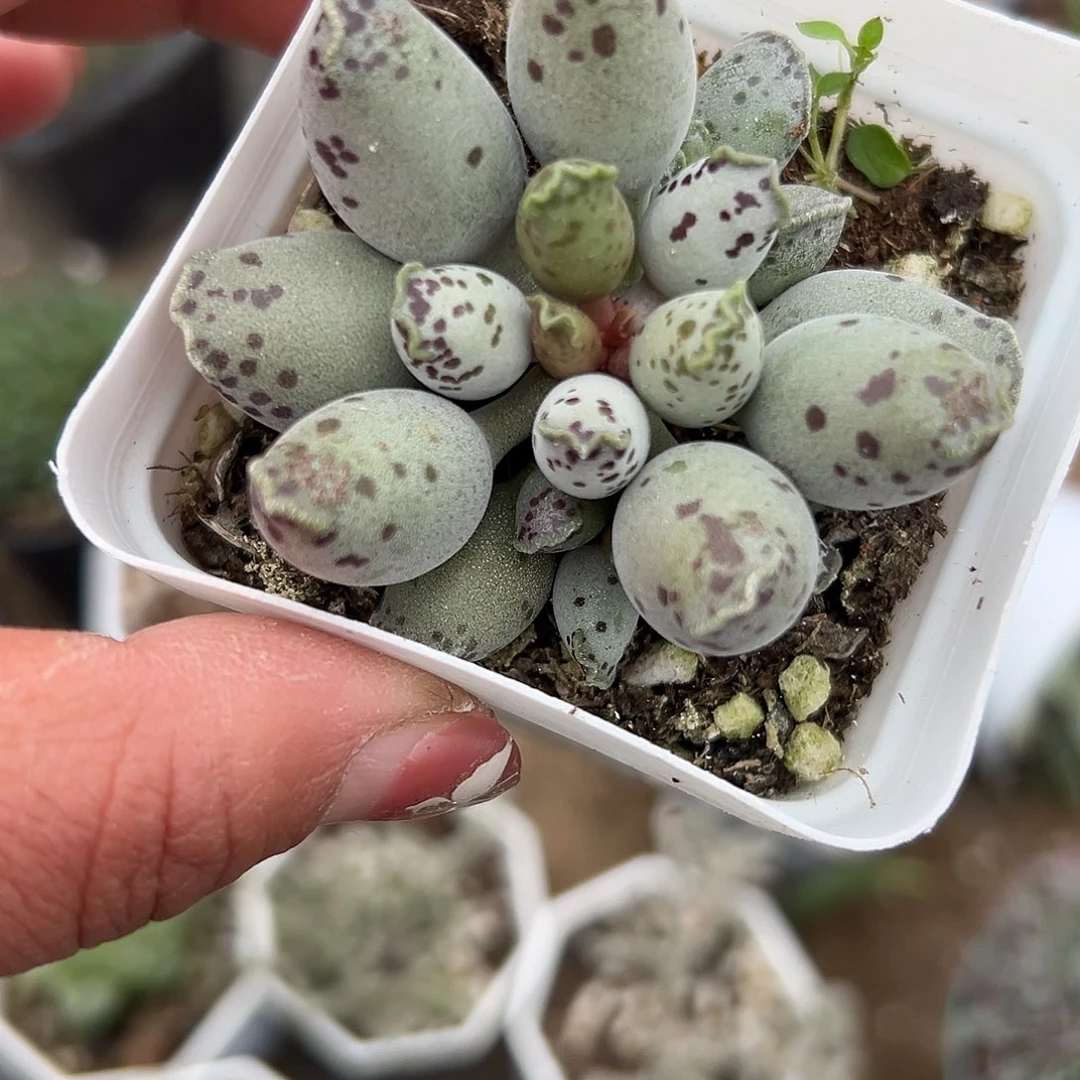 多肉植物海豹水泡