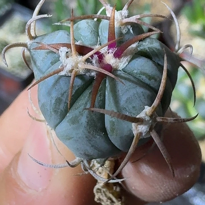 无花朵实生花王245