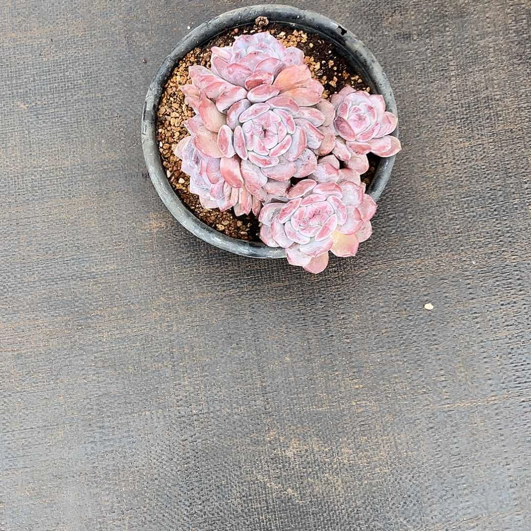 *****朵姐姐的石榴籽五头