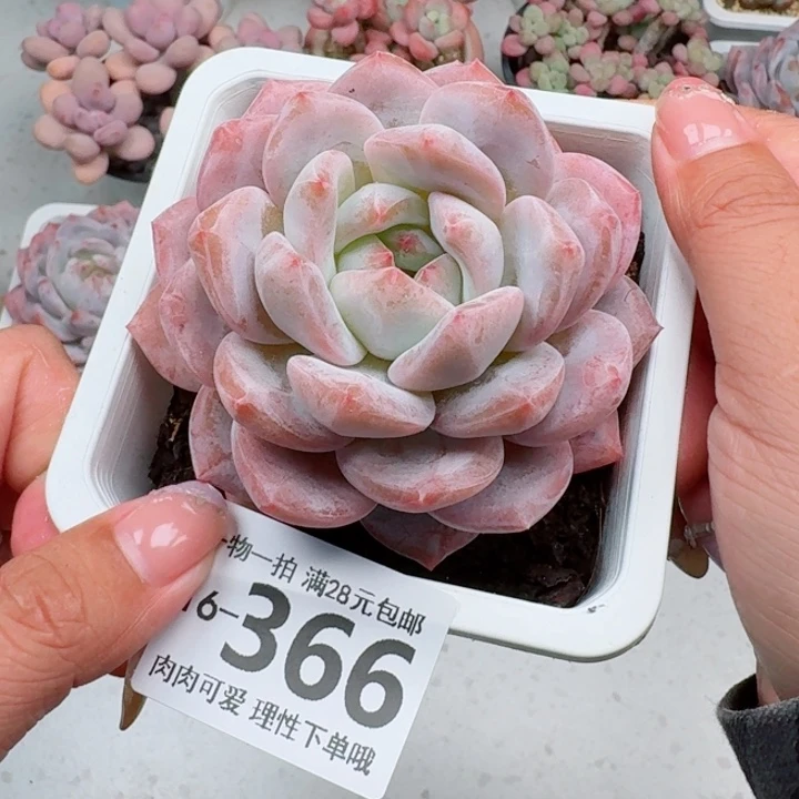 橙梦露多肉植物多肉植物