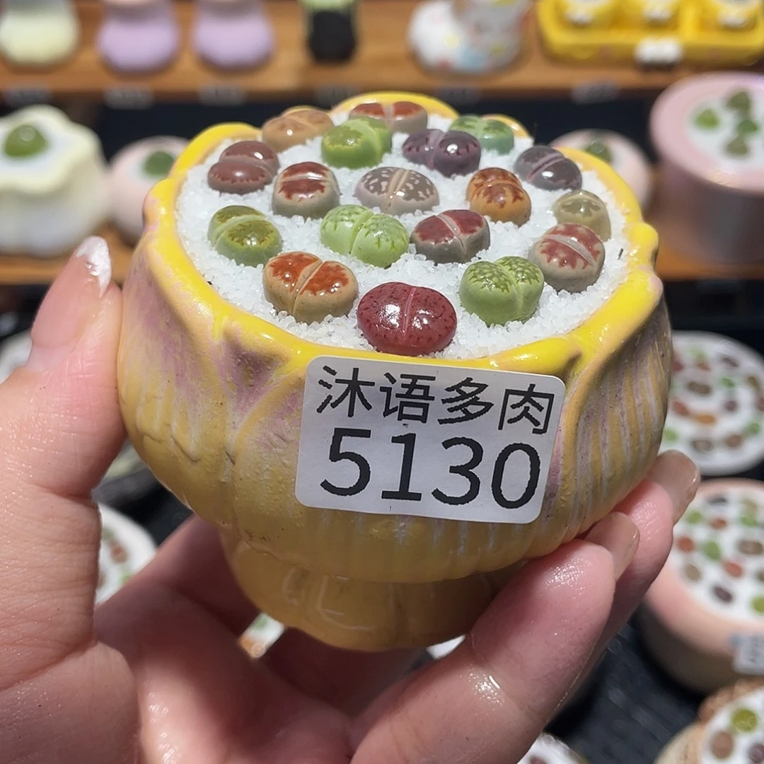 带盆土植物 一物一拍5130