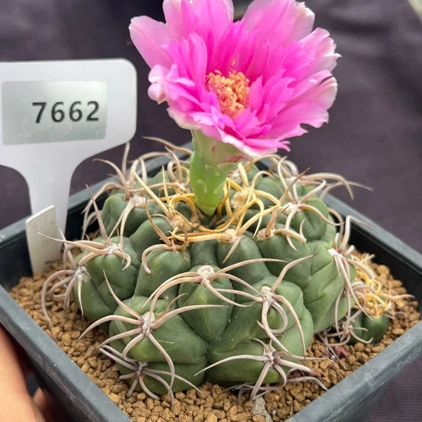 7762红花海王实生裸根发