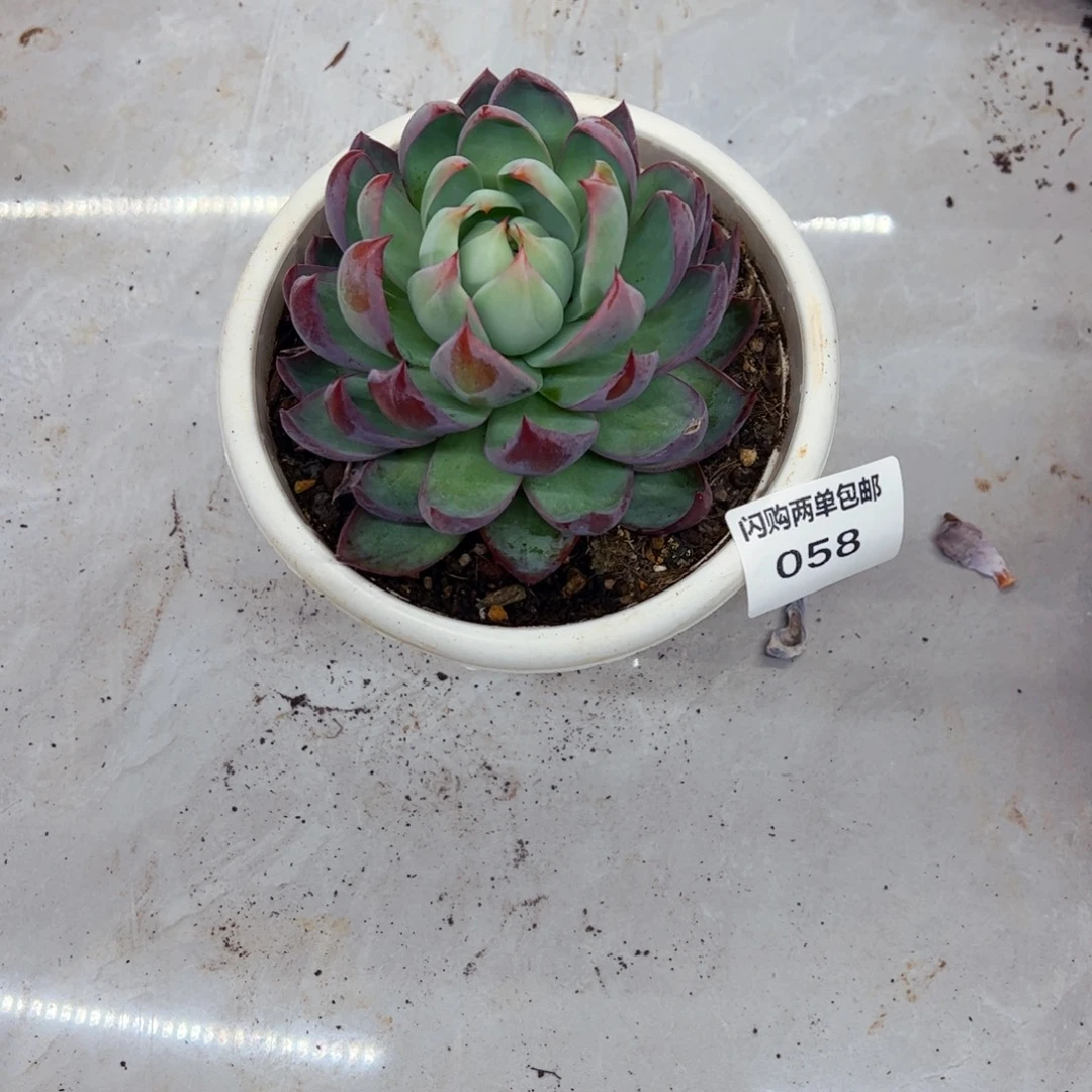 小***幸多肉植物组合盆栽58