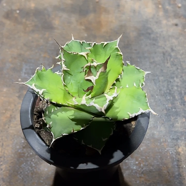 龙舌兰多肉植物多肉