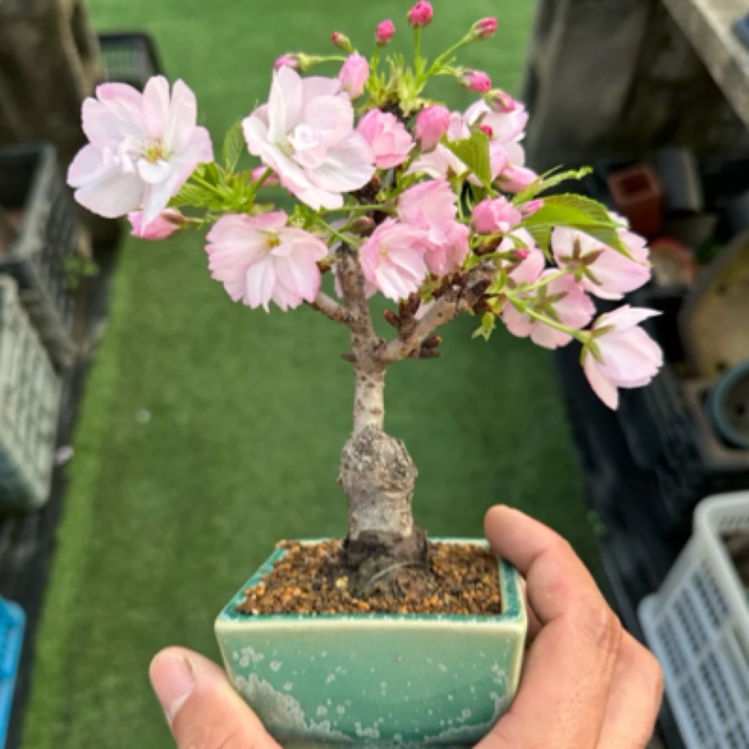旭山樱花微型盆景盆栽小品掌上粉色重瓣樱花先花后叶满树花苞室内
