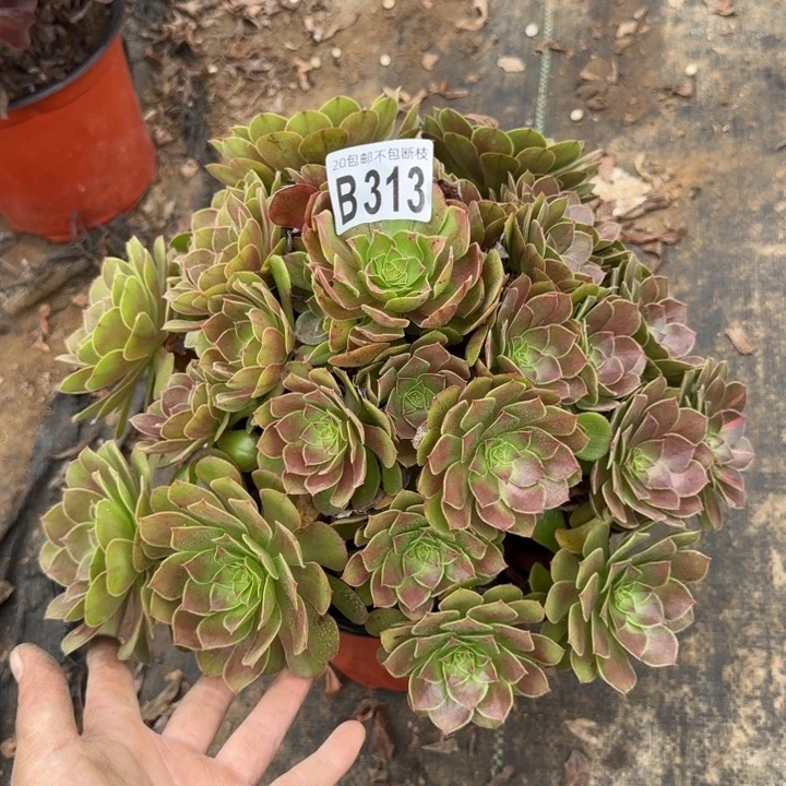 万圣节……多肉植物……