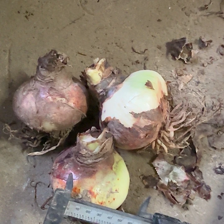 无花朵三个阿弗雷7/8