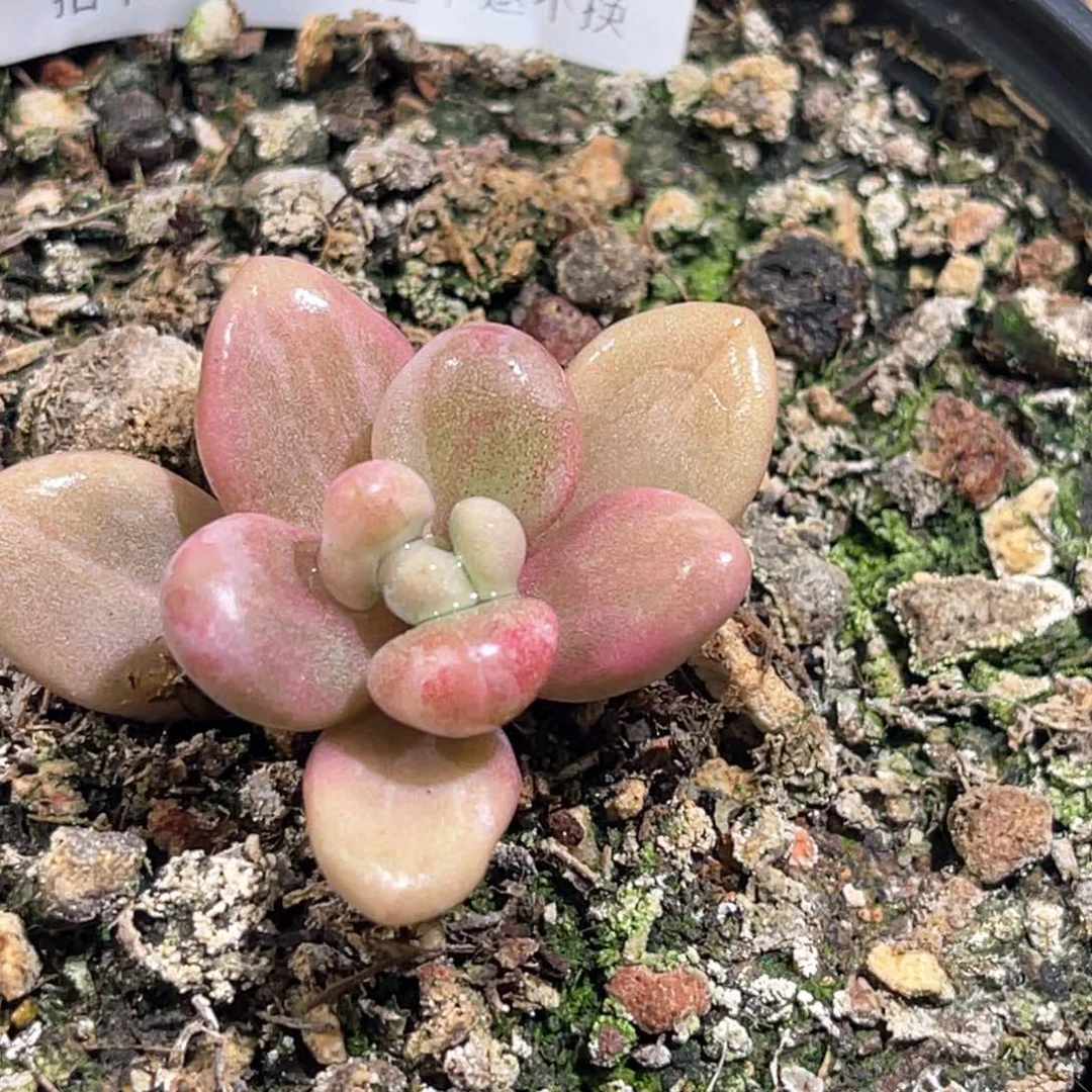 荼*多肉特价桃蛋锦6811