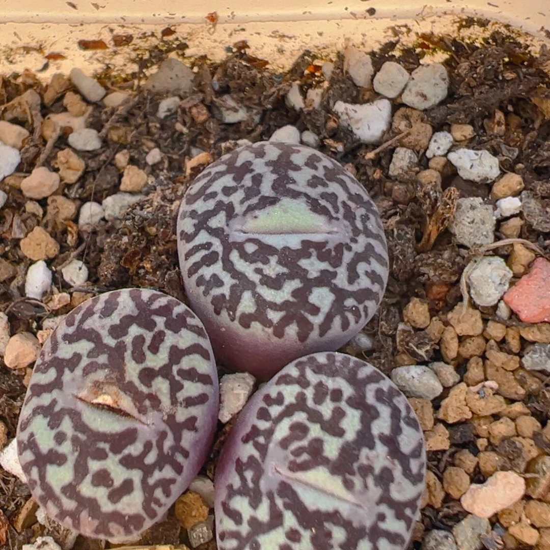 60多肉植物百科知识