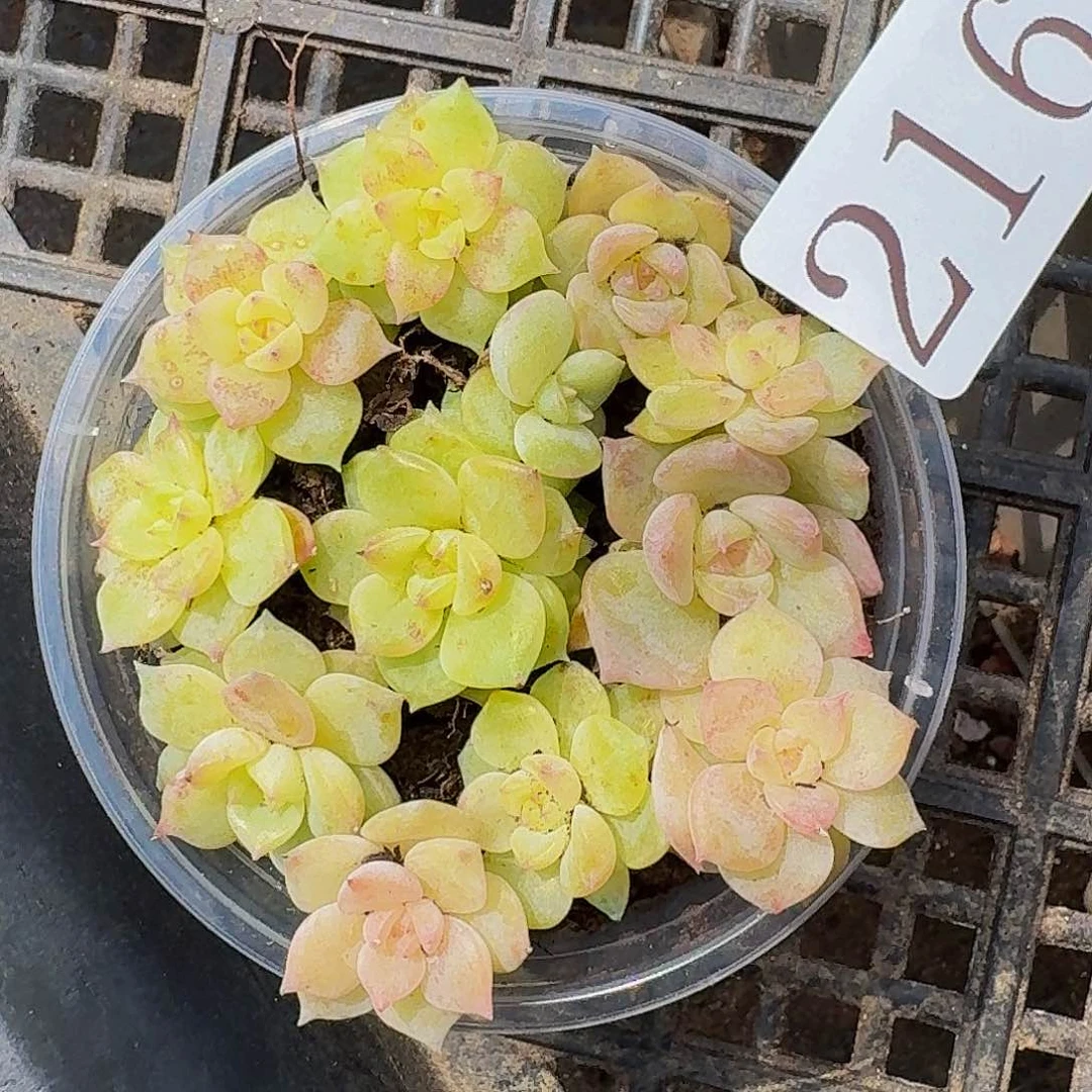 多肉植物多肉植物216