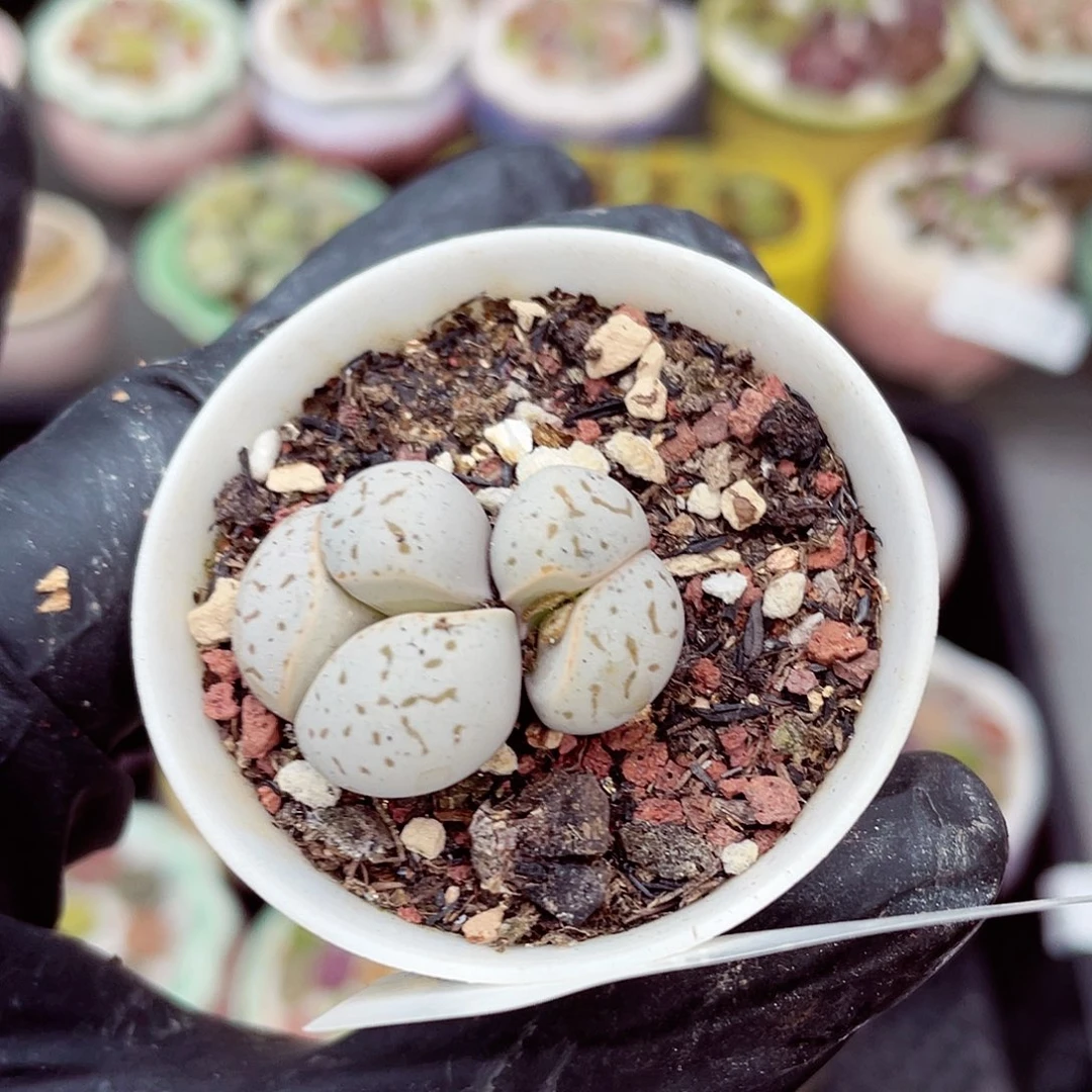 生石花满18包邮1115-129