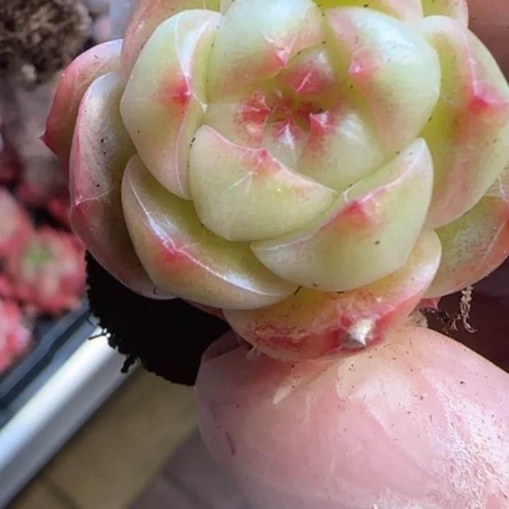 74号  春雨    麦秆