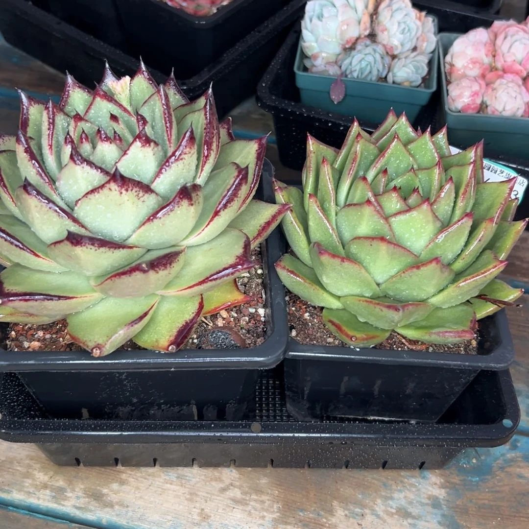 多肉一物一拍0124-203