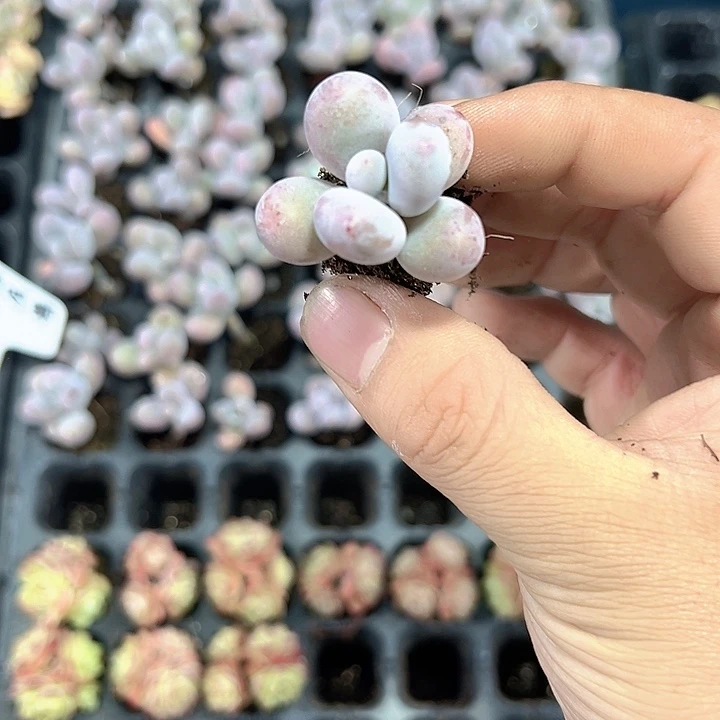 原始奶 满10颗包邮