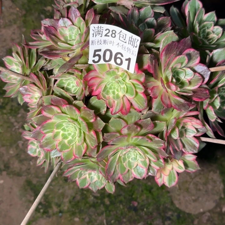 5061万花筒多肉植物