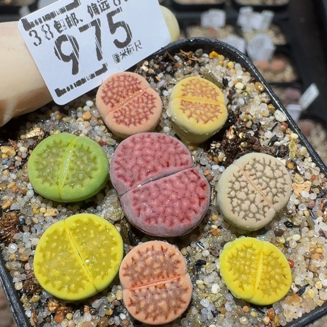zzzzz生石花肉锥975