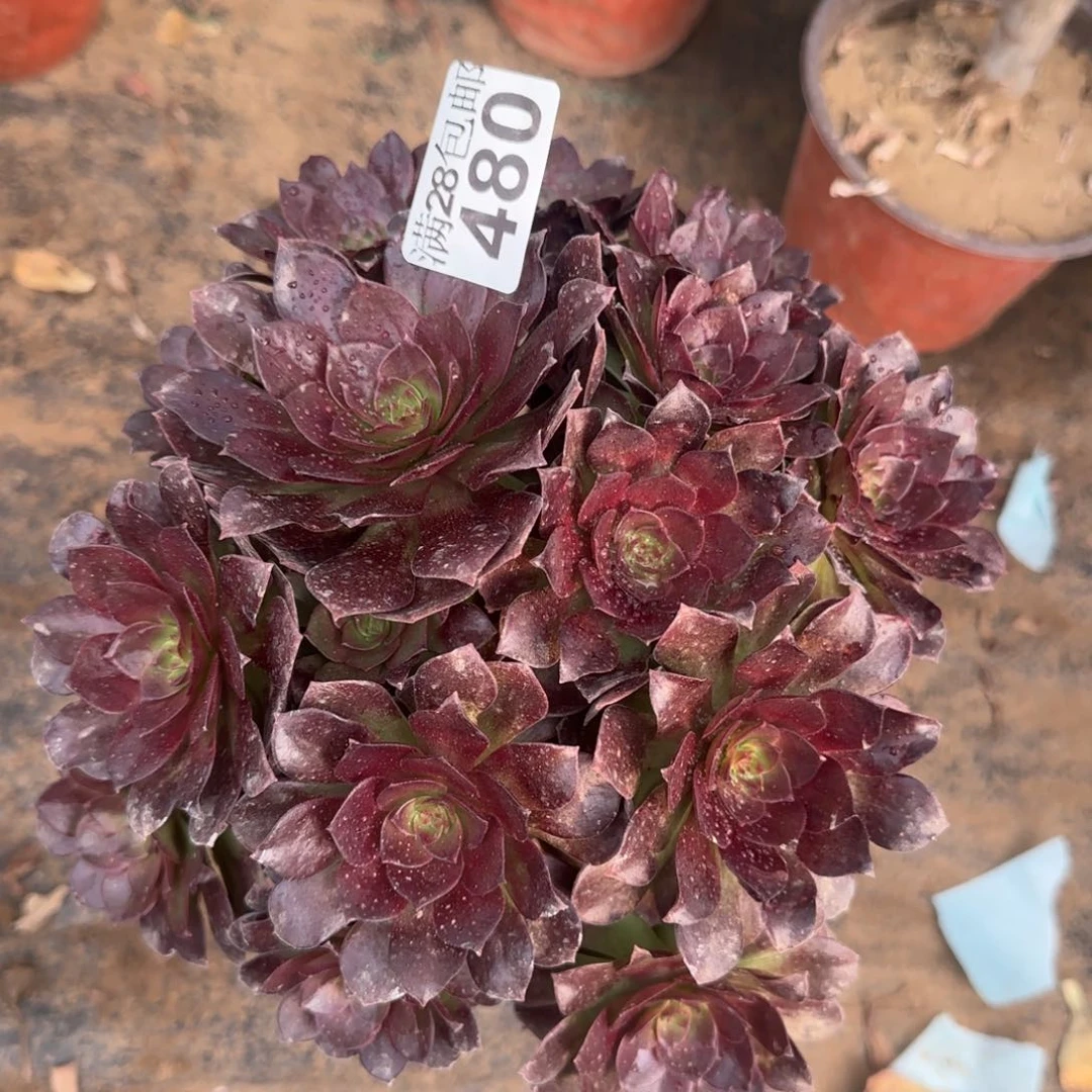 黑魔多肉瑕疵480满28包邮断枝不包