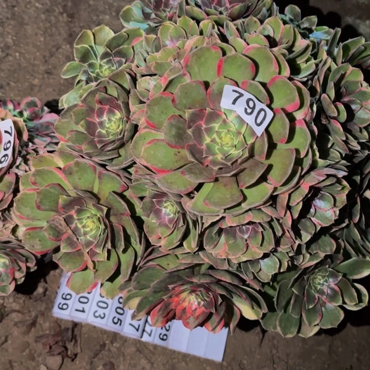 790孔雀翎多肉植物不售后