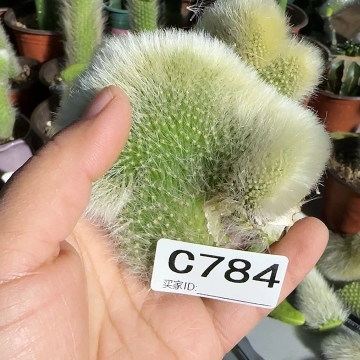 赏*人九尾狐缀化两个784