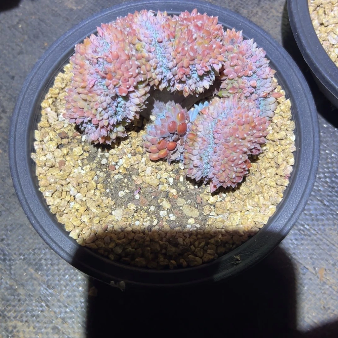 布莱恩小精灵缀化