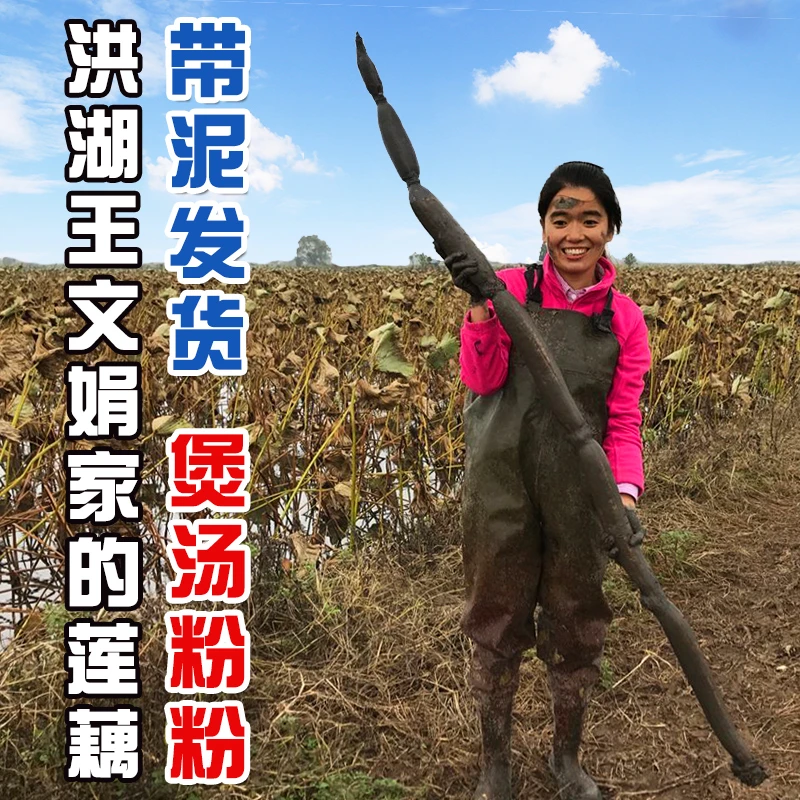 洪湖王文娟煲汤莲藕整支挑选湖北粉藕消费主张报道青泥巴带泥发货