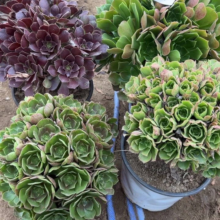 肖***的4号4颗多肉植物，不包断头