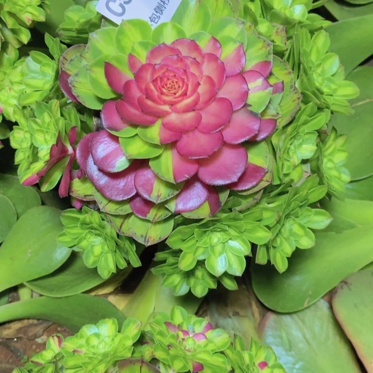 【闪购商品】J***静5931多肉