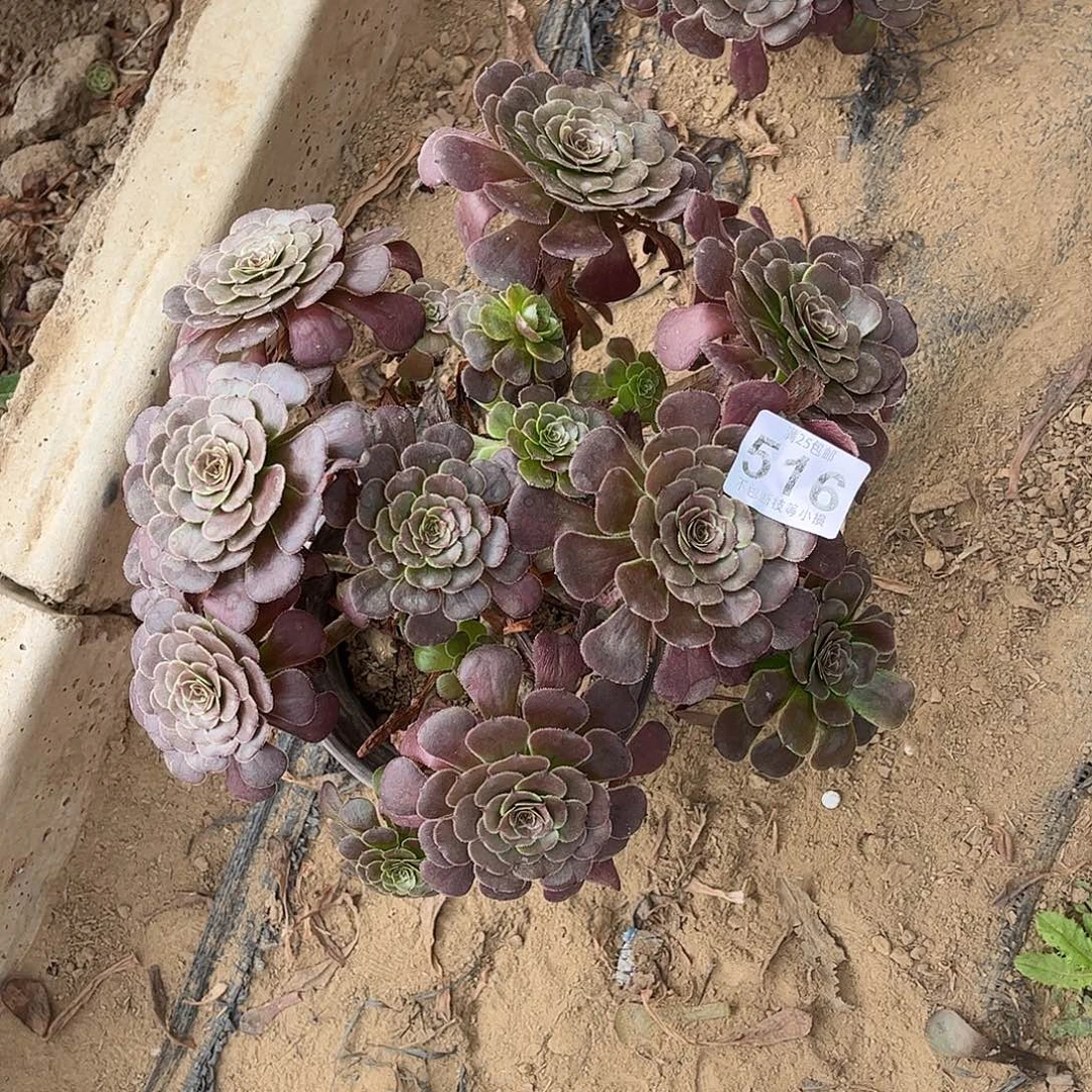 黑萝莉516不包断枝