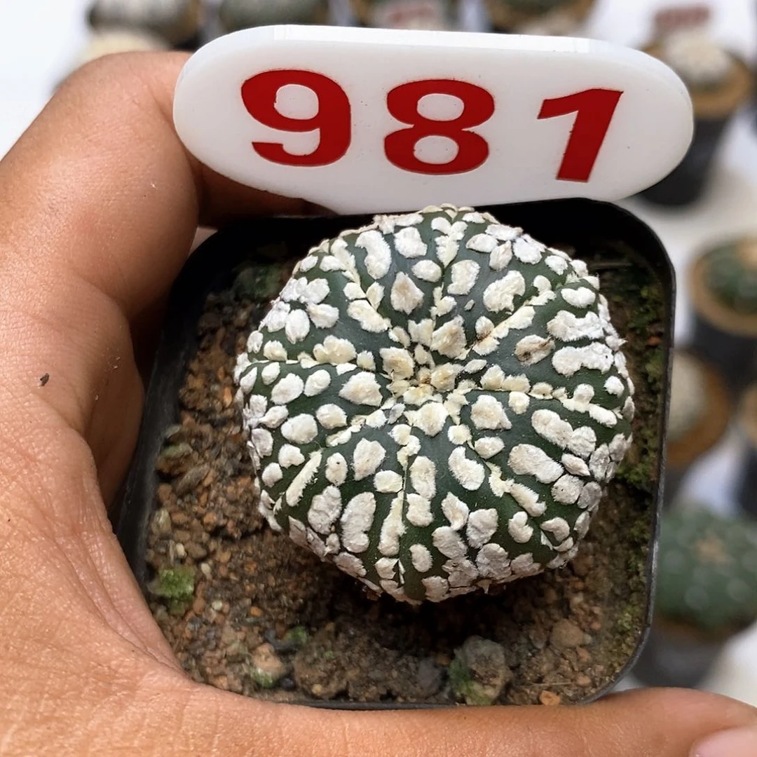 981福利特价咯福利了
