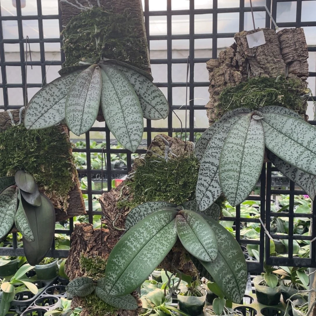 当前无花栽培后可以开花