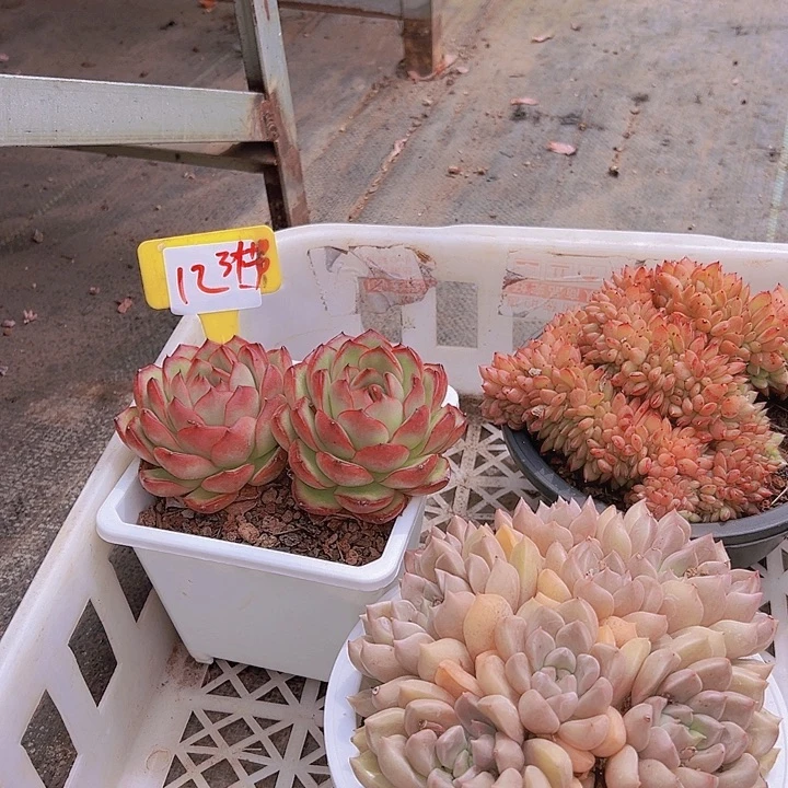 12.3个多肉植物带盆