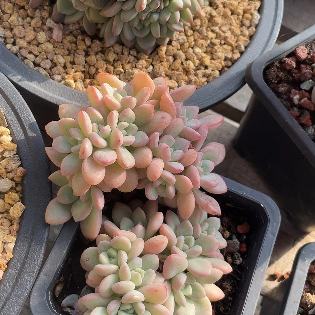 两盆冰清玉洁缀化多肉