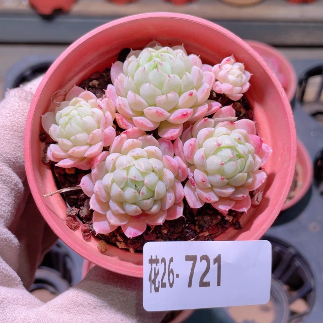 花利美26-721羊脂球