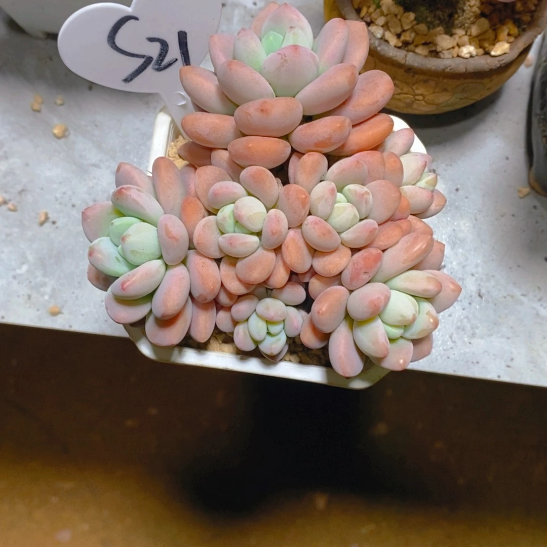 諪红洛神群多肉植物