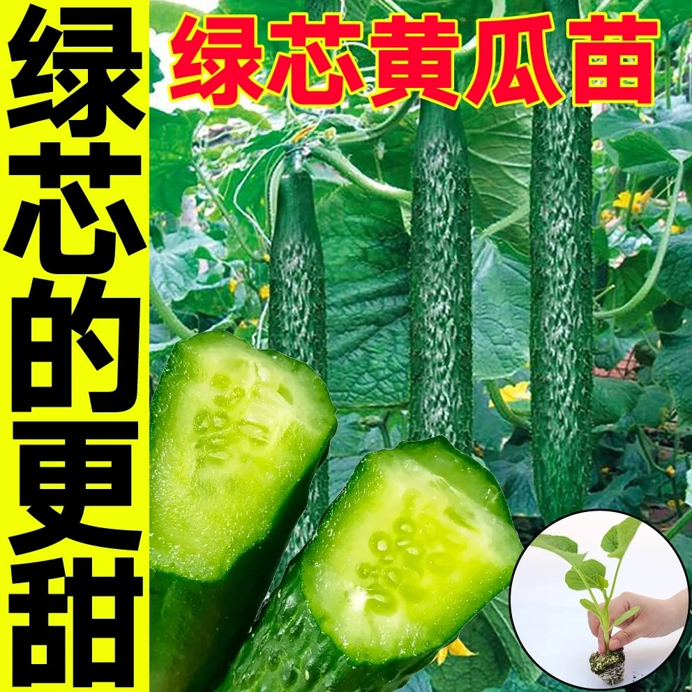 高产津妍四号绿芯黄瓜秧苗脆嫩多汁强磁大水果黄瓜种子四季盆栽