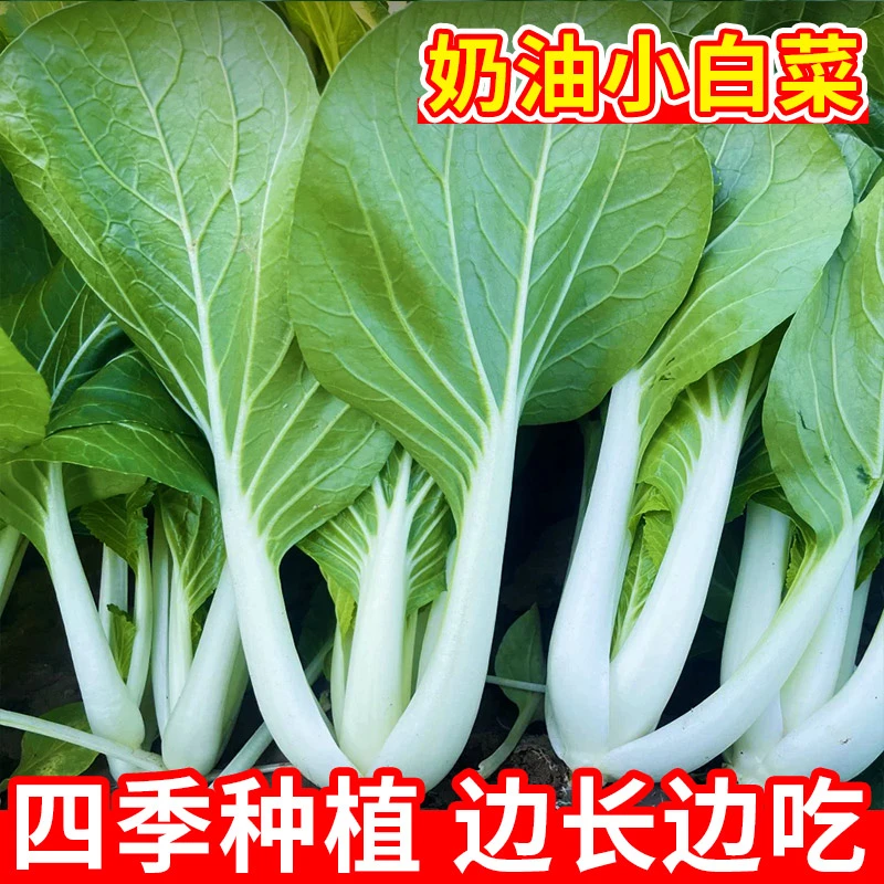 【四季奶油小白菜种子】耐热耐寒大面积种植白杆白梗白菜阳台蔬菜籽