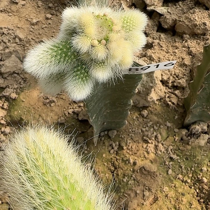 妖**贝嫁接白毛九尾狐916