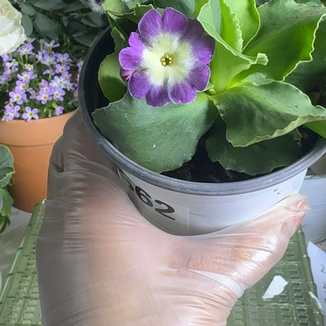 一物一拍  耳叶报春A662