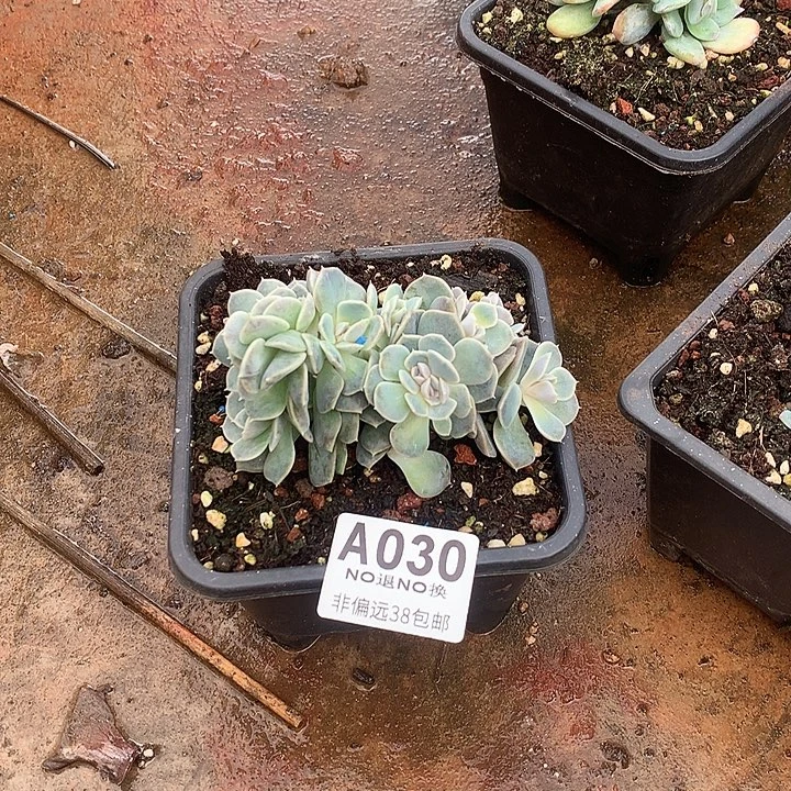 汉堡缀化 全场8折 延迟发货