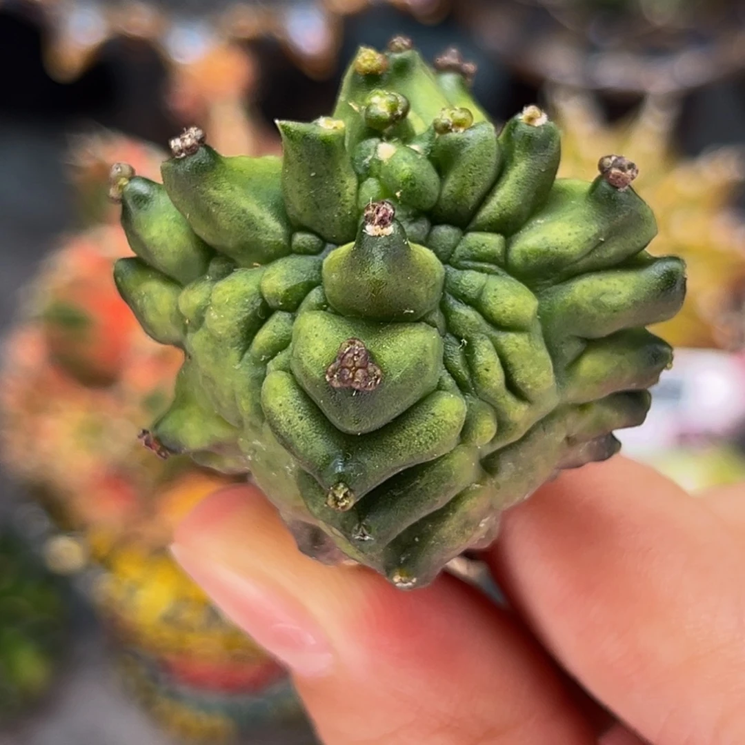 超推荐 无刺龟甲 米哈仙人球