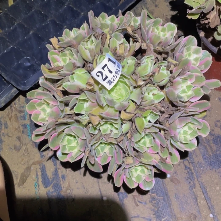 粉女巫多肉植物多肉植物271