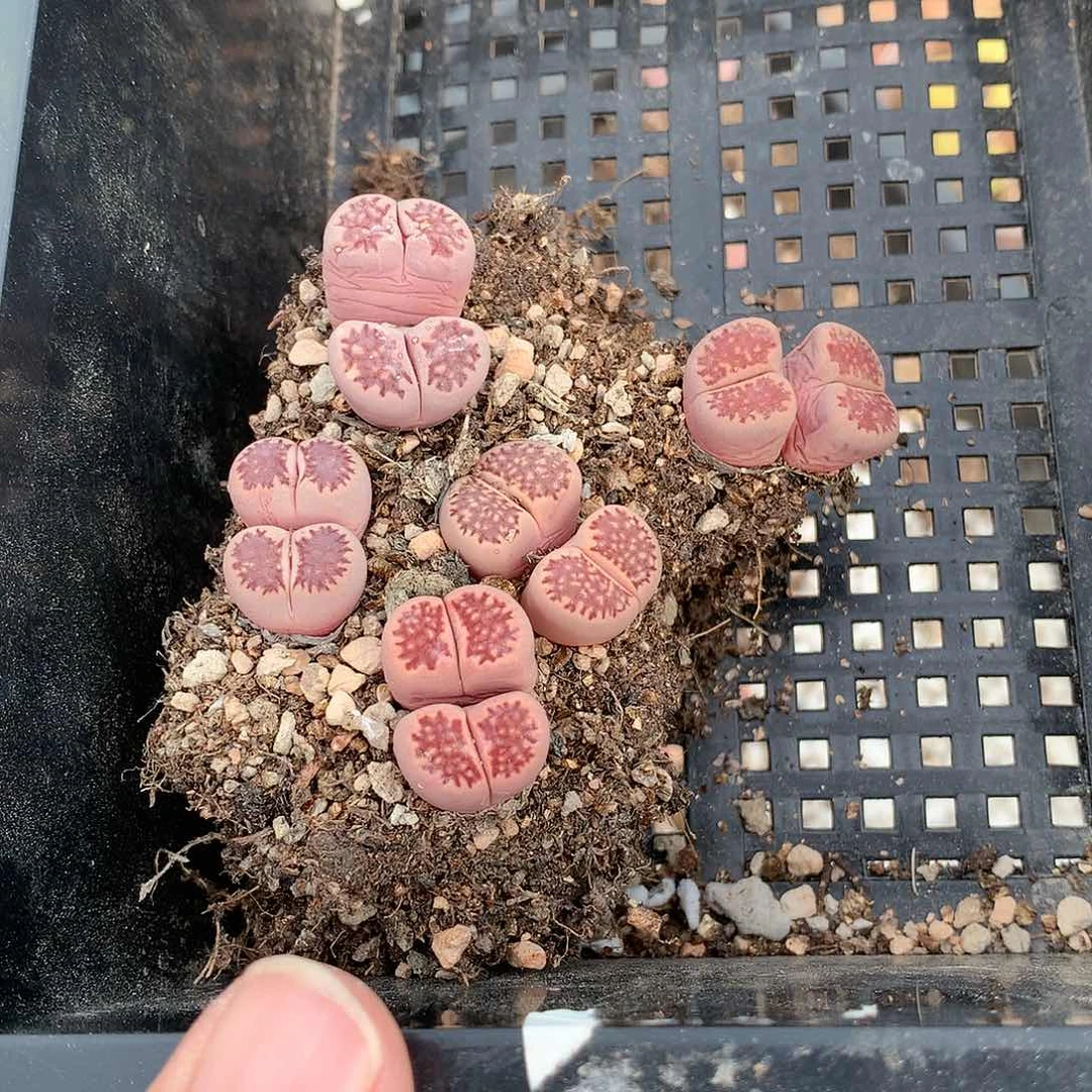 木*之C115多肉植物保护