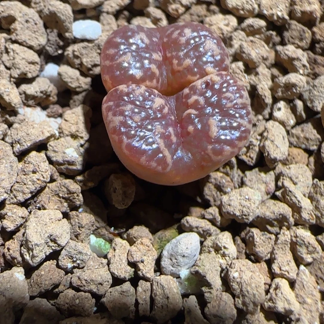 肉锥多肉植物组合-泡泡勋章1471