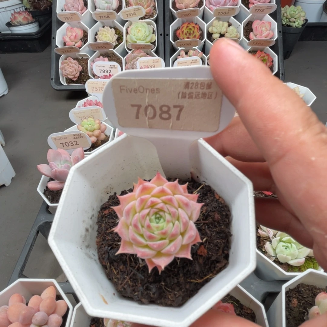 7087朱砂痣3.0厘米